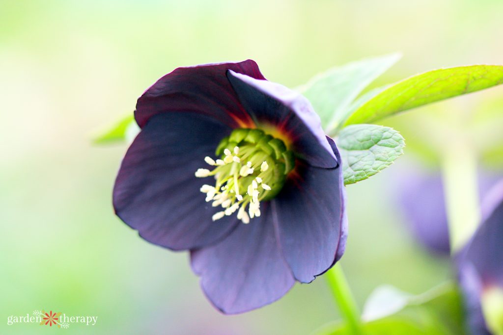 purple hellebore flower with yellow center