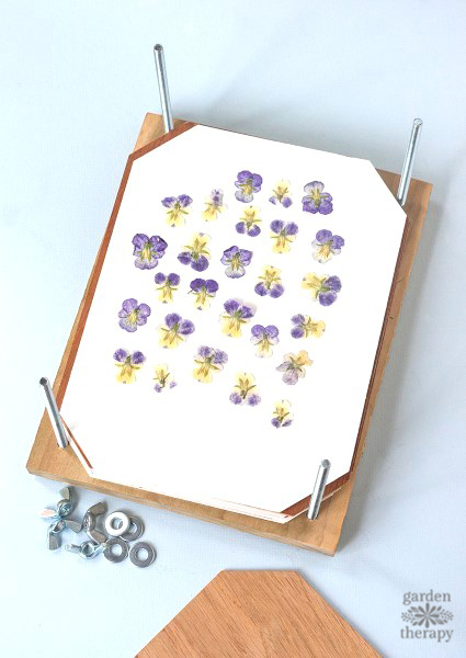 Drying flower petals in a DIY flower press