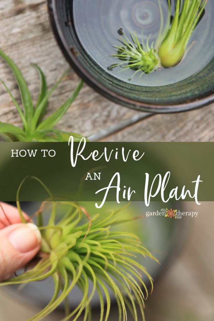 How To Revive A Sick Air Plant Garden Therapy