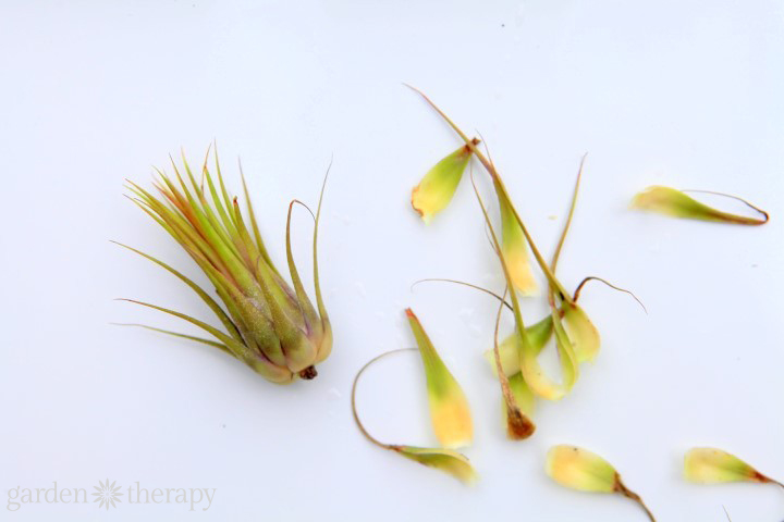 air plant with brown leaves