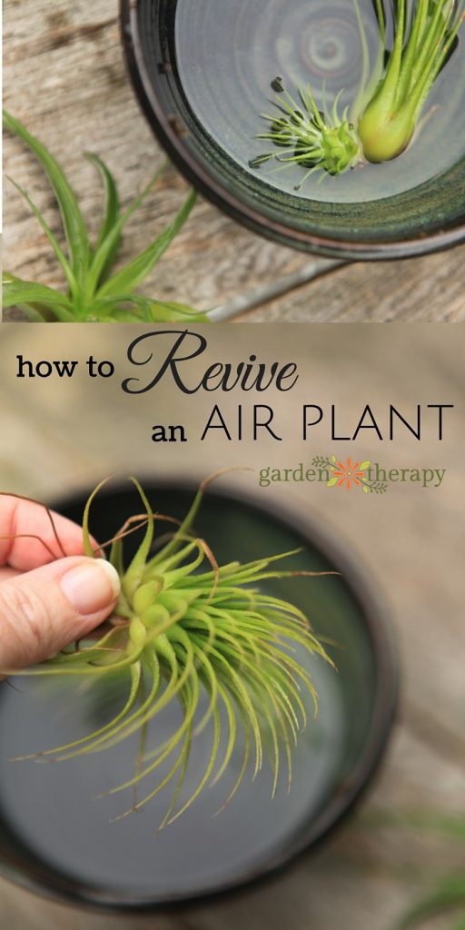 How to water and revive a sick air plant