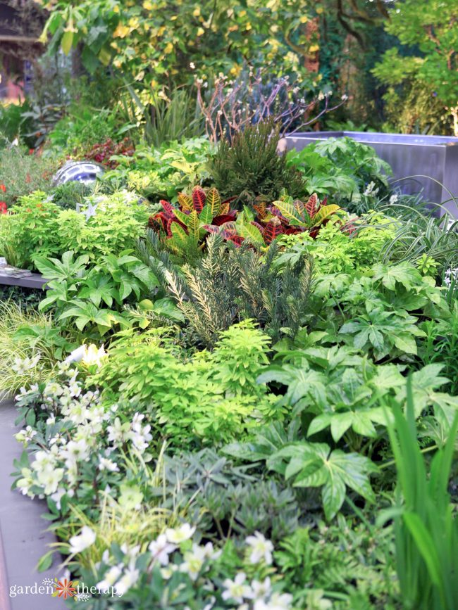 Beautiful garden filled with a variety of plants including hellebores