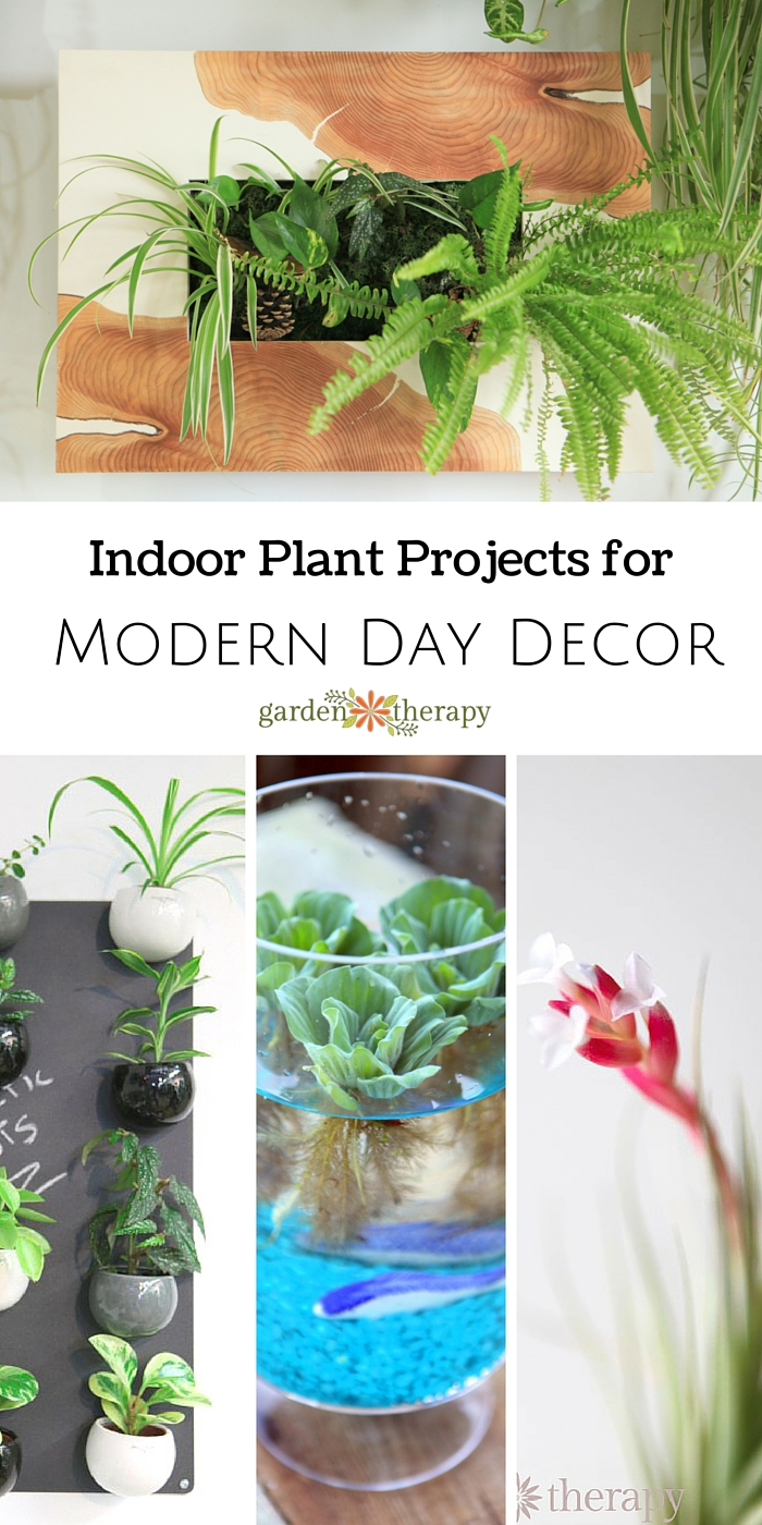 Indoor Garden Projects for Modern Day Decor