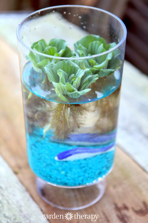 Indoor water garden with water lettuce