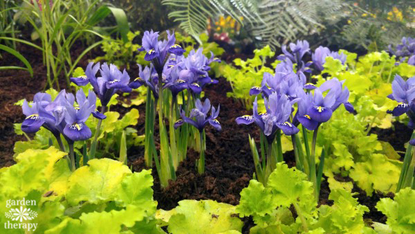 purple blooming iris flowers