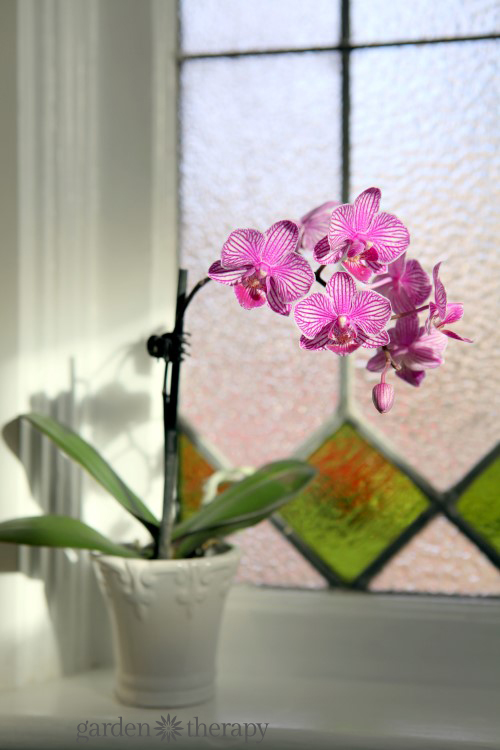 Orchid by a glass fogged window indoors