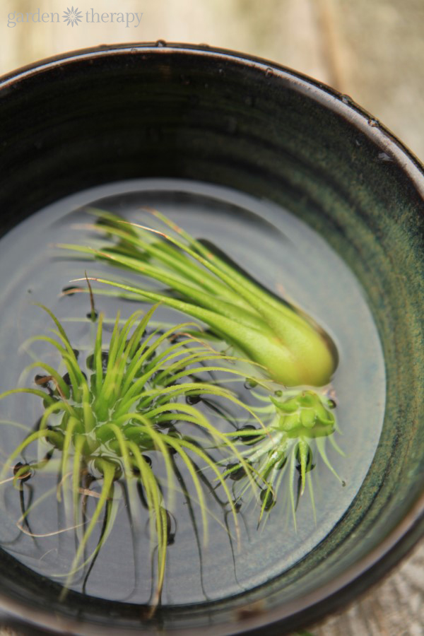 how to revive a dead air plant with water