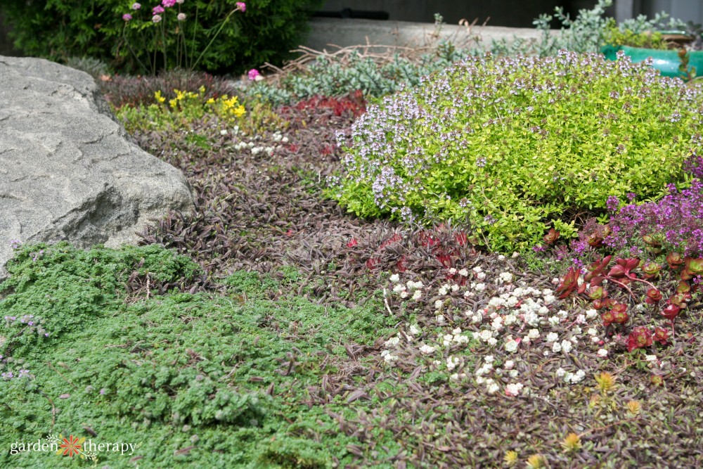 carpet gardening with ground covers