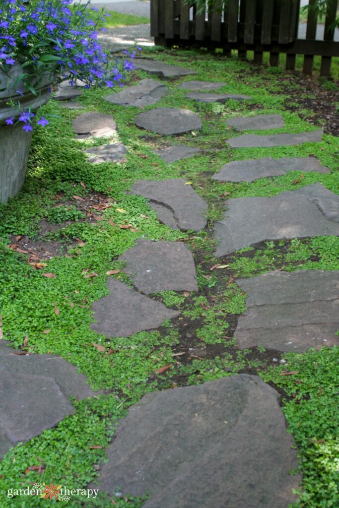 ground cover pathway