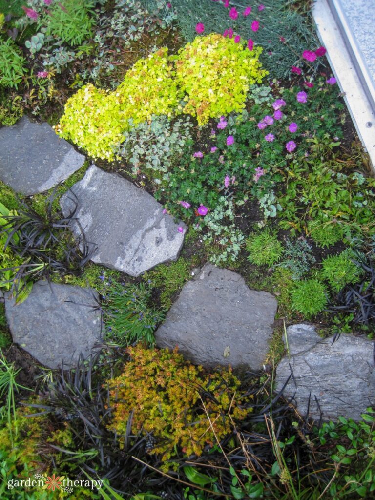 ground cover roof top with stone walkway