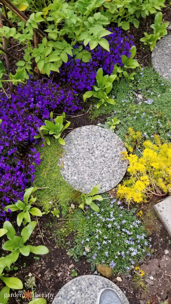 ground covers stepping stone