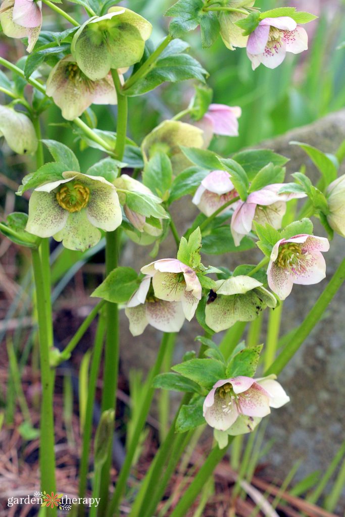 Cluster of hellebores growing in the ground