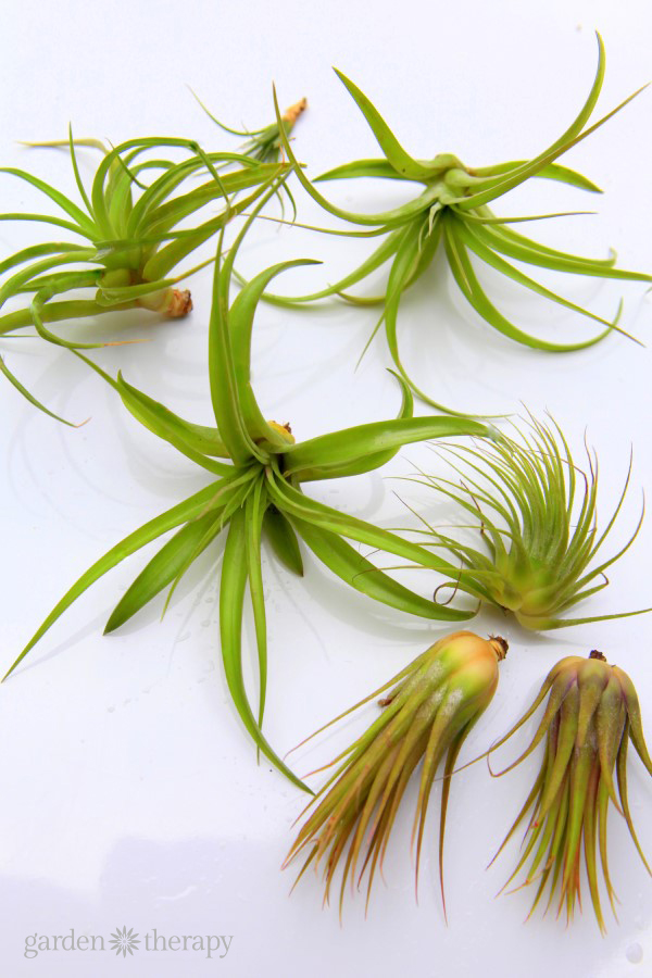 air plants in need of soaking and pruning