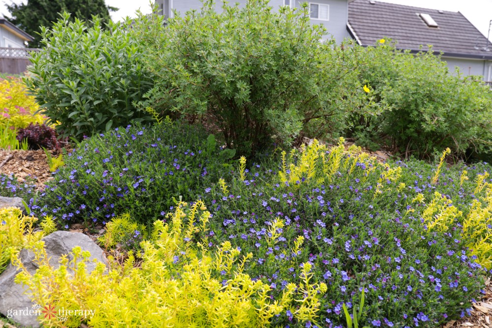 Angelina sedum and lithodora ground covers