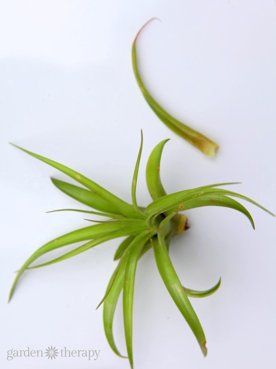 air plant with dead leaves