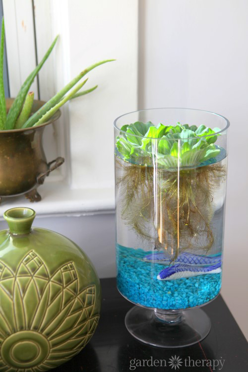 tabletop water garden for indoors