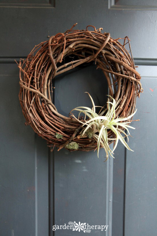 Air Plant Wreath BEFORE