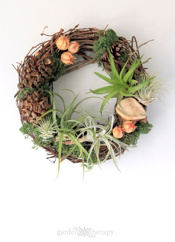 Grapevine wreath with air plants and magnolia tree seed podson white background