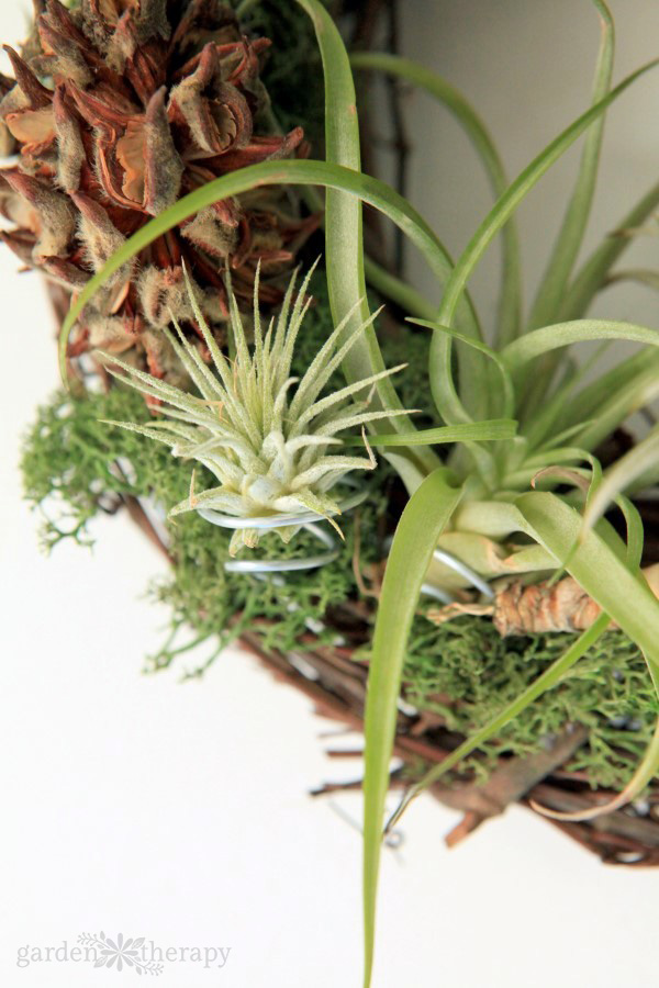 Close-up image of a wreath base with air plants and moss attached