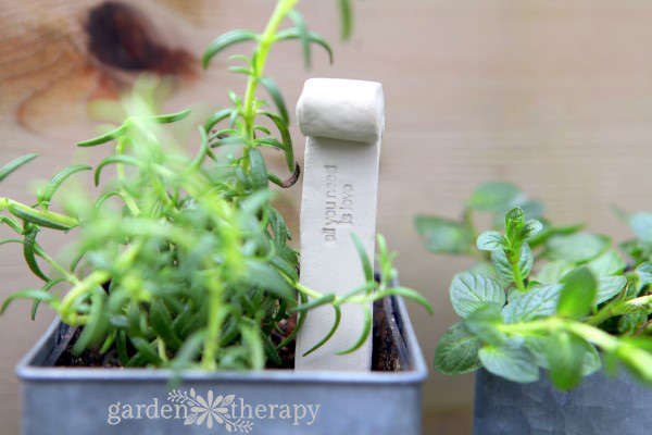 herbs growing in a container 