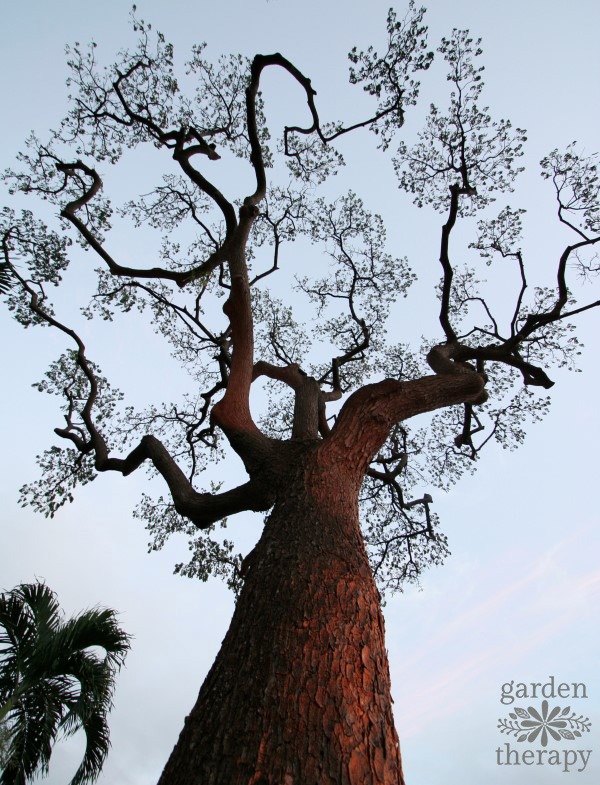 looking up at a tree with a beautiful crown and form