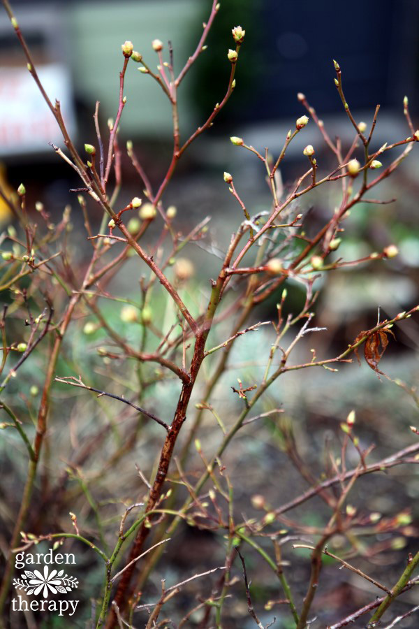 Branch structure (Pruning 101)