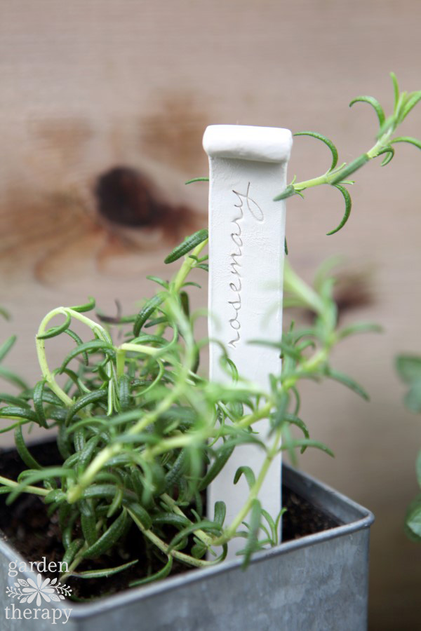 young rosemary with a rosemary plant tag