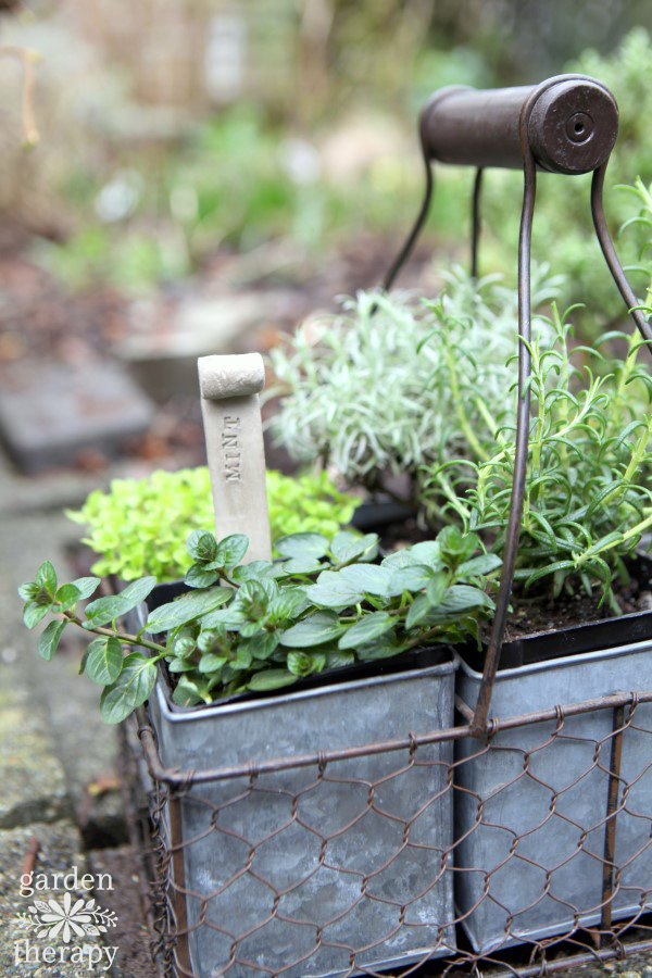 Container of mint herb next to rosemary