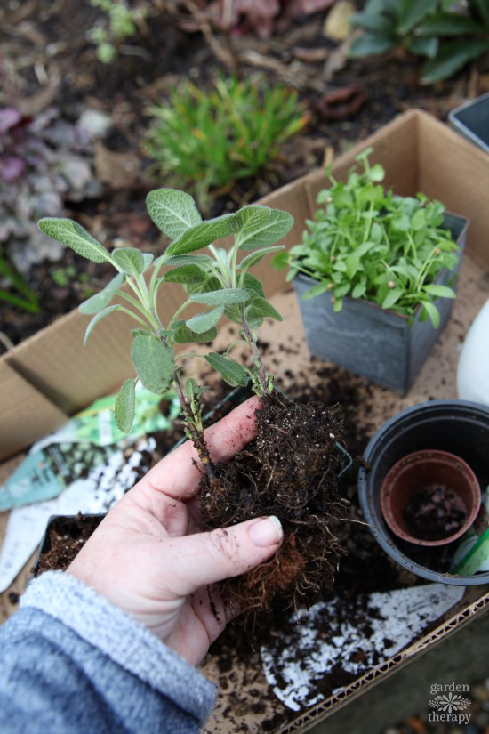 protecting herbs in winter months with a cardboard box