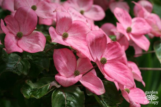 Dogwood Kousa Satomi Pink