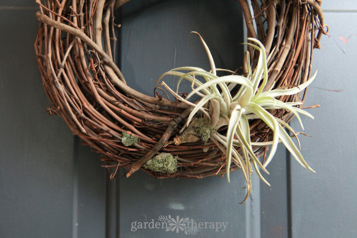 Dying Air Plant on Wreath