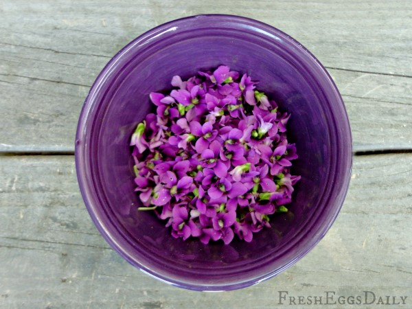 Picked wild violets in a purple bowl