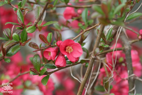 flowering quine flowers