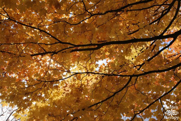 Golden Fall Foliage (Pruning 101)