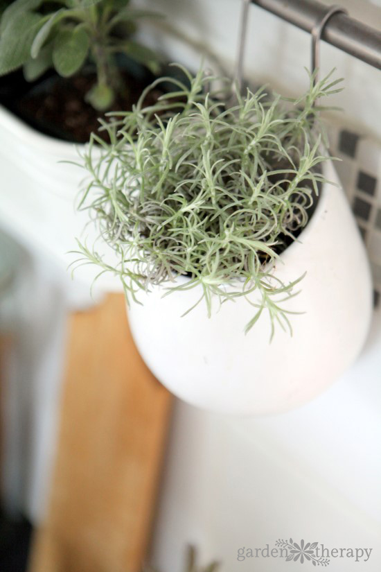 Growing Herbs Indoors - Dos and Donts