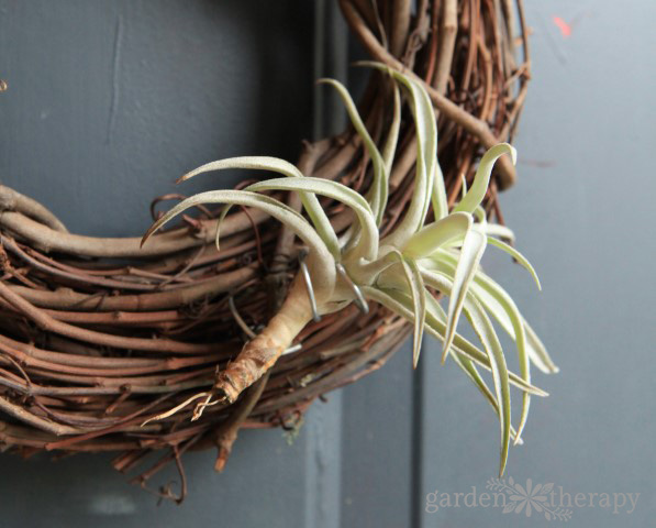 How to Attach an Air Plant to a Wreath