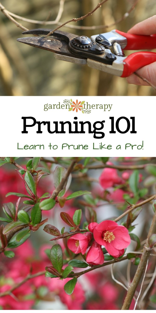 How to Prune like a Pro - demystifying pruning by starting with the basics