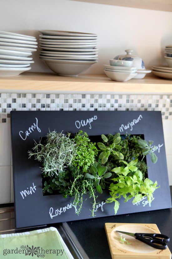 watering a countertop herb garden