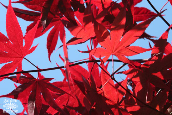 When to prune: Japanese maple bloodgood