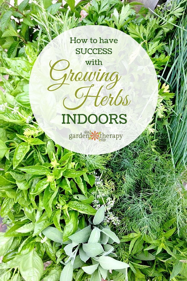 Learn how to be successful when growing herbs indoors