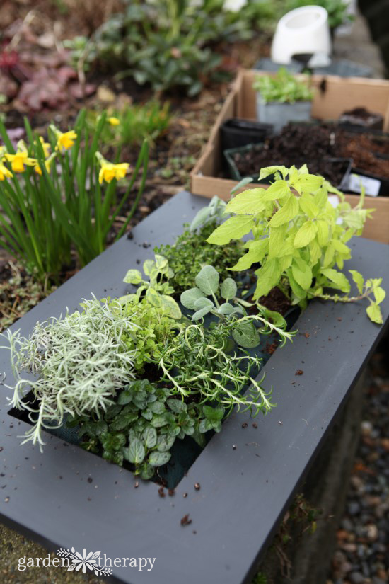 Planting herbs in a vertical garden