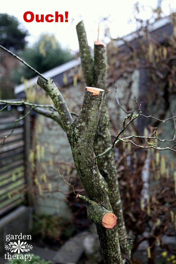 Please don't ever do this to a tree (pruning 101)