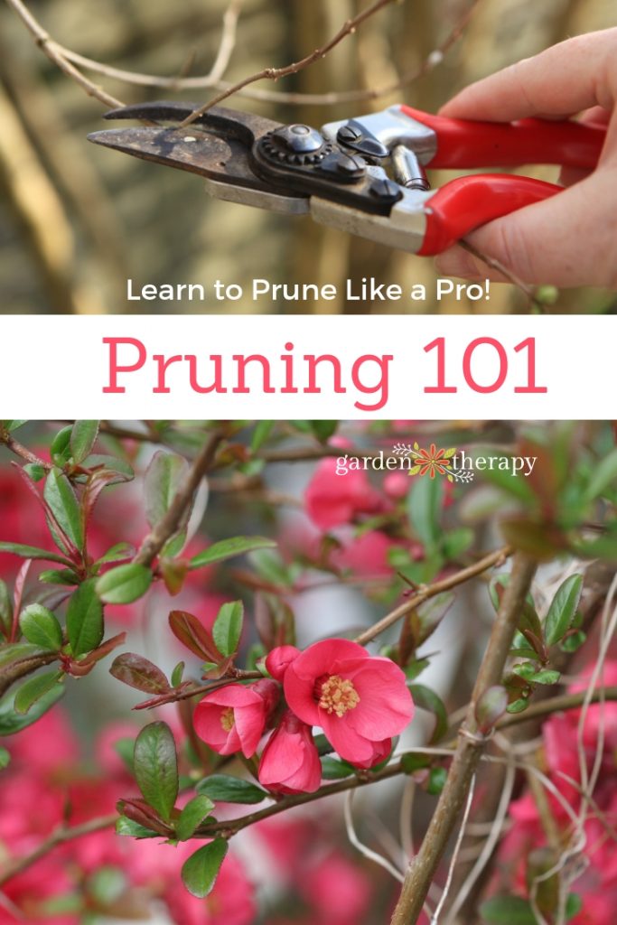 Pruning 101 How to Prune Like a Pro