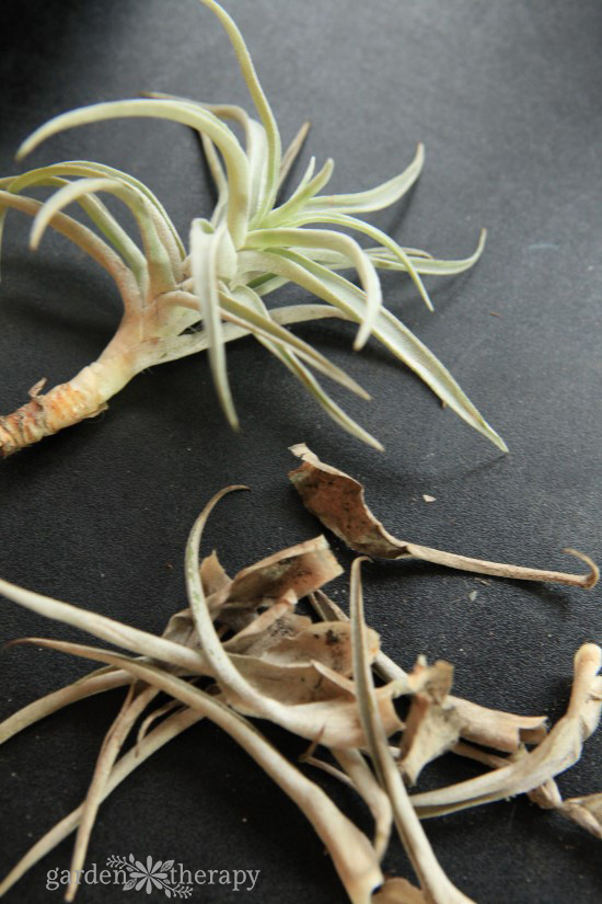 Pruning Air Plant