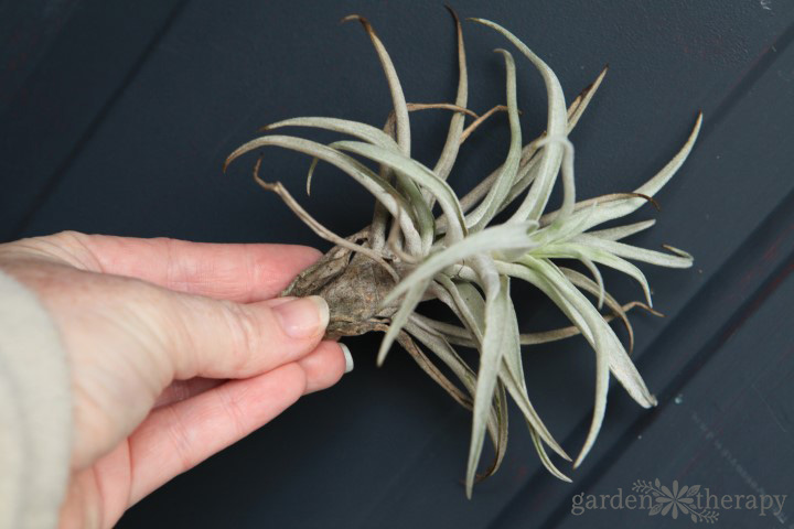 Sick Air Plant