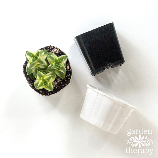 Succulent Zen Garden Step (2)