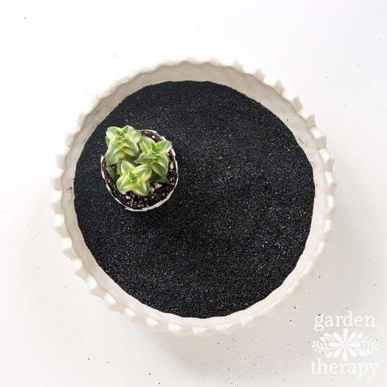 Succulent Zen Garden Step (4)