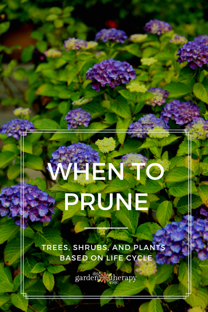 When to Prune Trees Shrubs and Plants