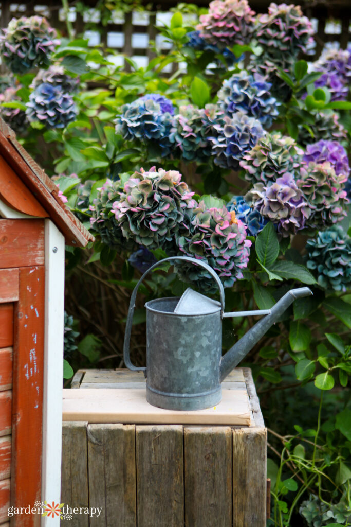 blue hydrangeas blooming 