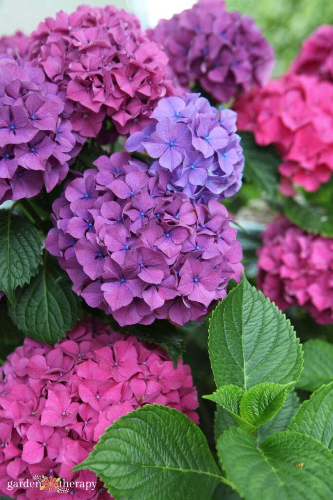 Pretty Pink or Brilliant Blue: Changing Colour of Hydrangea Flowers ...